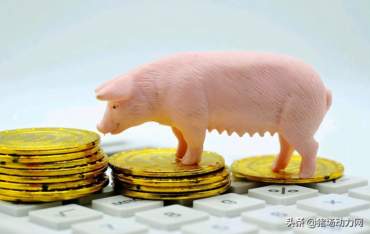 养生猪一头可以赚多少钱,农村养20头猪一年赚多少钱