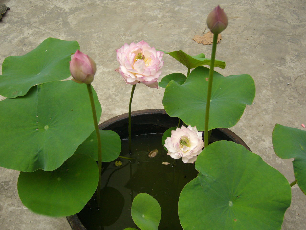 大门口养荷花碗莲用圆盆还是方盆,养护碗莲的盆怎么选