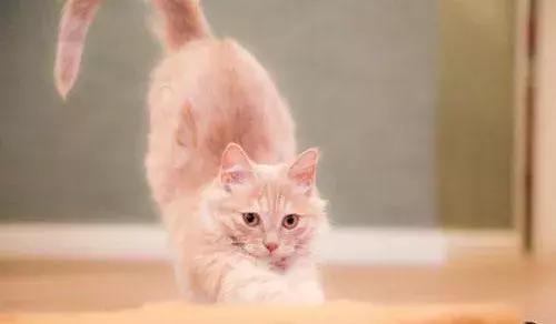 这些猫咪发情及繁育过程中的冷知识，你知道几个？