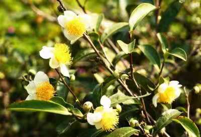 茶树烂根病,茶树一般会得什么病