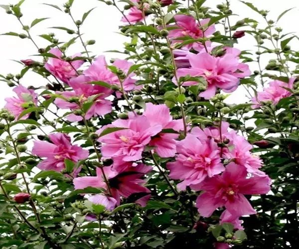 什么是木槿花朝开暮落,木槿花真的朝开暮落吗