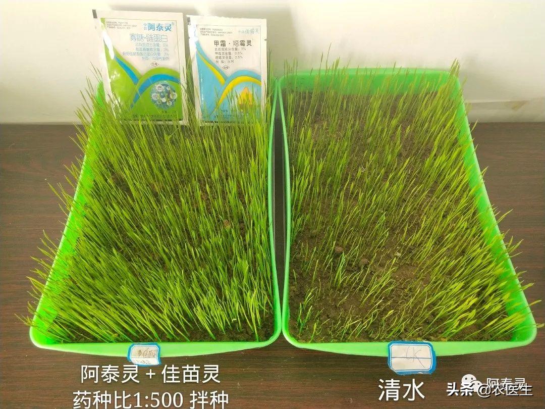 水稻种子需要做哪些处理,水稻种子催芽问题应对