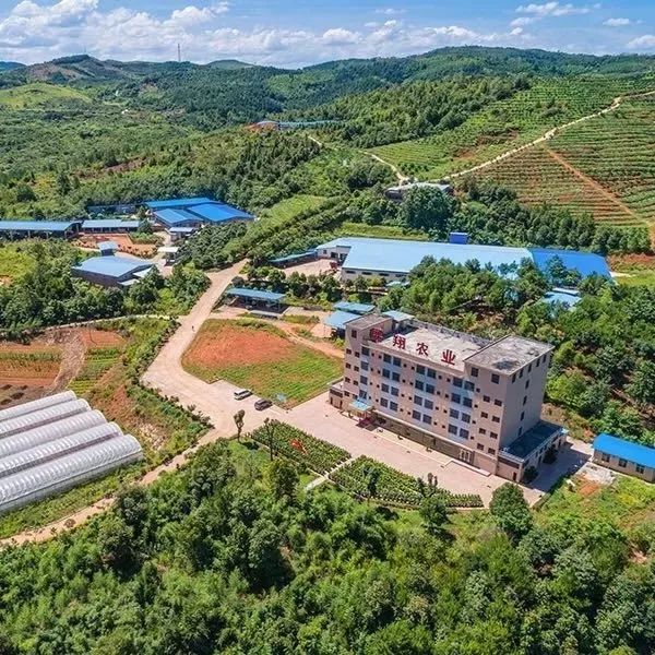 守着20000亩橙子园，他说：一年好景君需记，最是橙黄橘绿时