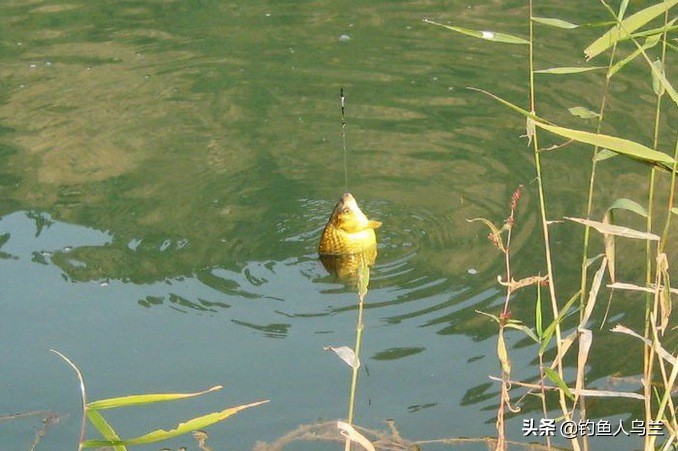 北京野钓的最佳钓点,北京野钓鲫鱼用什么饵料