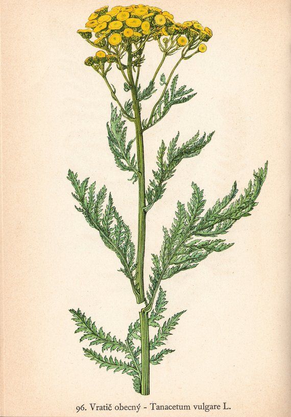 海狸尾巴与乌龟汤,海狸尾巴汤