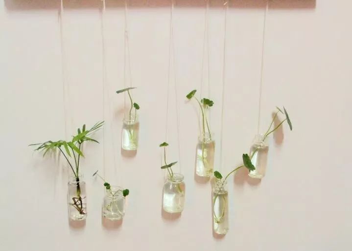 水培发根后怎么转土培养,怎么养水培富贵树才绿油油