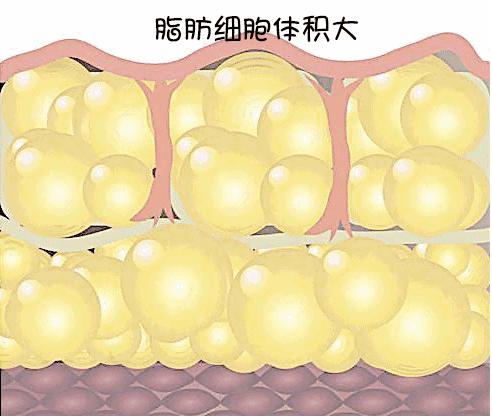 增加腹部力量大肚腩变小蛮腰,半身塑形衣秒收大肚腩变小蛮腰