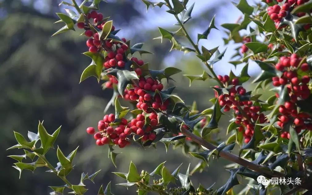 园林耐阴药大全,园林耐阴苗木套种花