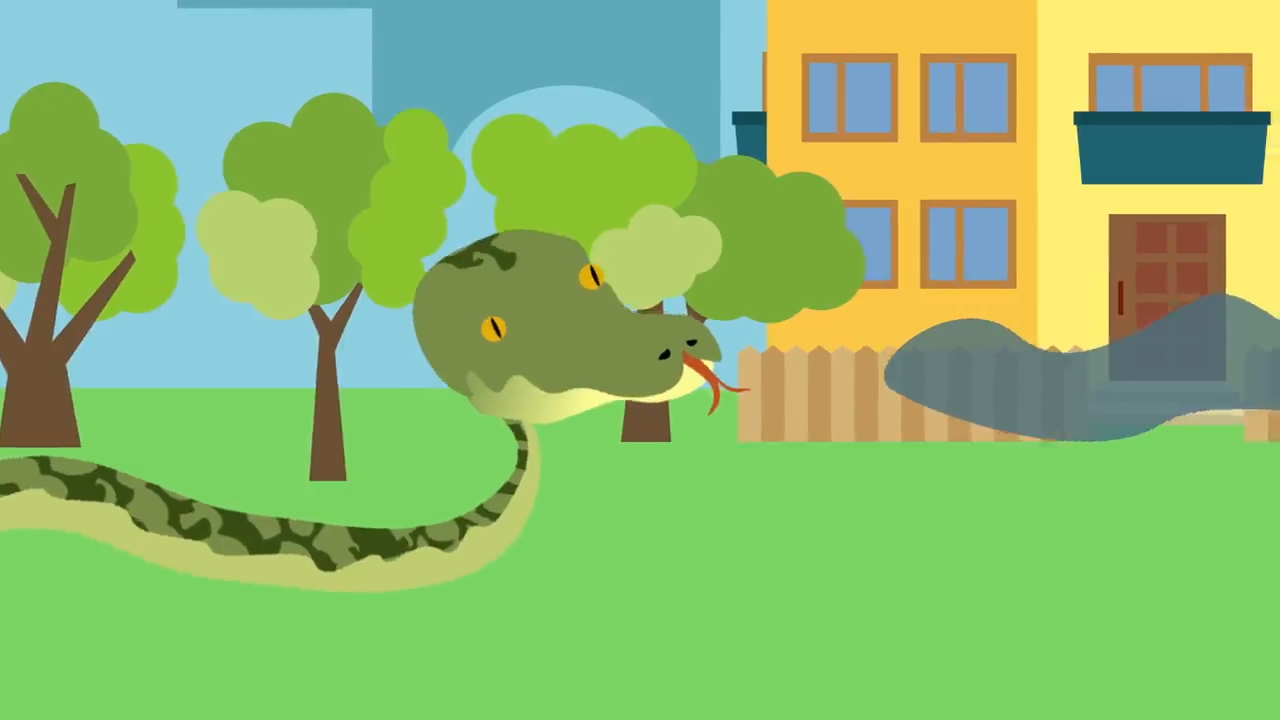 超市货架现3米蟒蛇，女子与蛇头20厘米，为何澳洲的蛇无处不在？