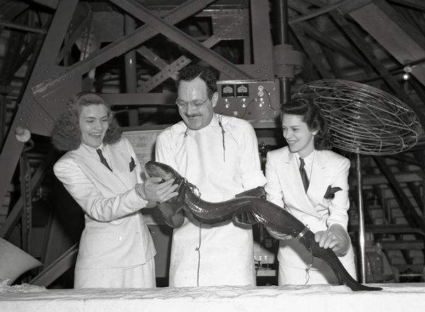 亚马逊最大电鳗的杀伤力,亚马逊新型电鳗