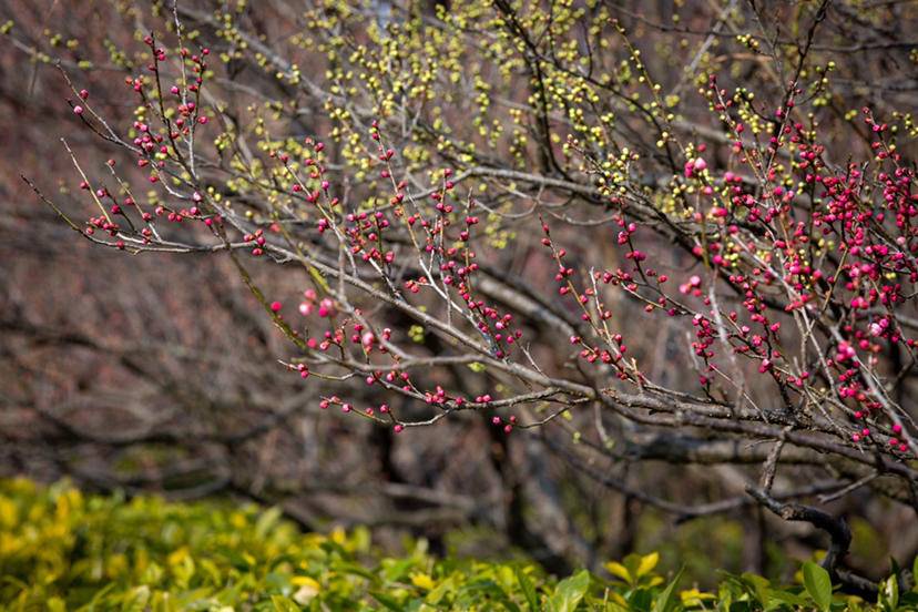 南京梅山和梅花山,南京梅花山第一梅山高清大图