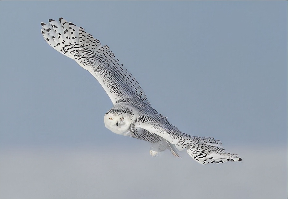 东江揽胜,惠州淡水常见鸟类图谱