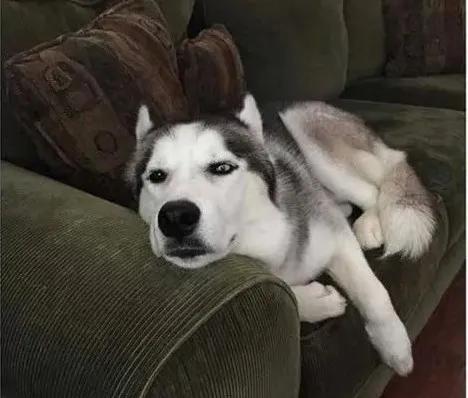 把狗溜累的视频,怎么把狗遛累