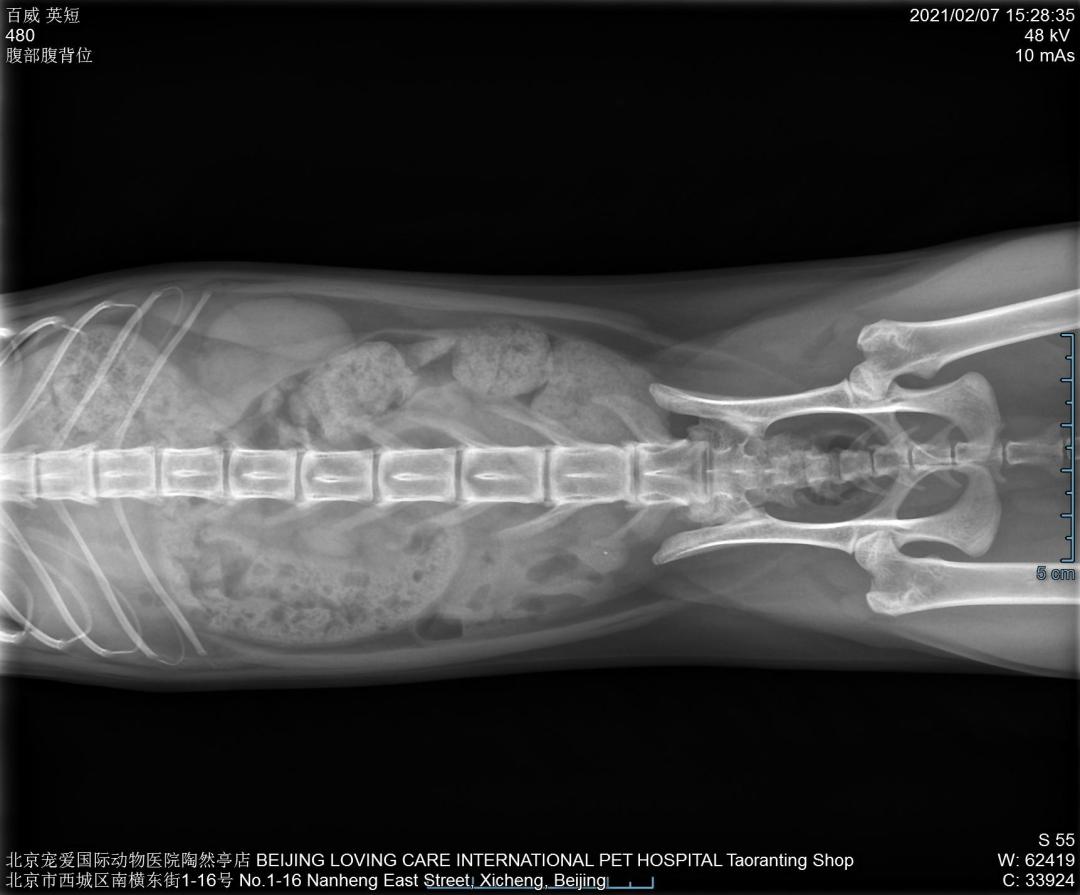 猫咪尿血伴有膀胱黏膜脱落,为什么猫咪会尿结石尿血