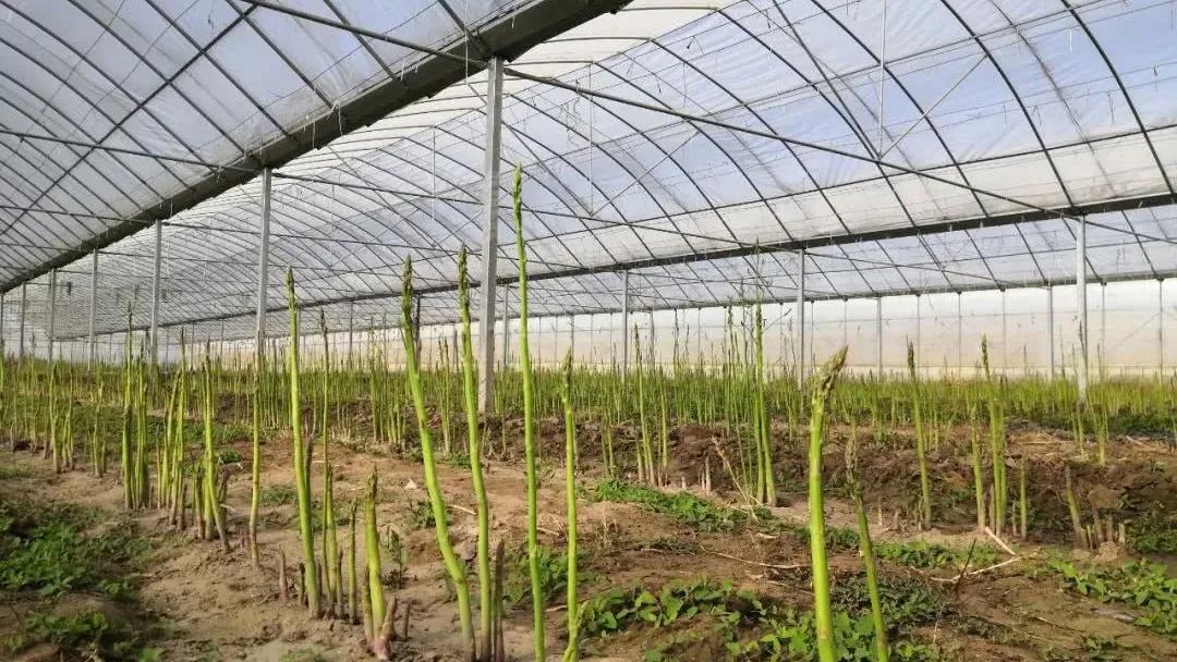 白色总比绿色贵,其实都是智商税,以后别被骗了,网友:都是炒作