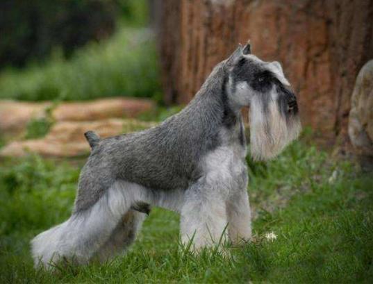 狗狗的寿命最长能活多少年,寿命最长的十种狗狗排行