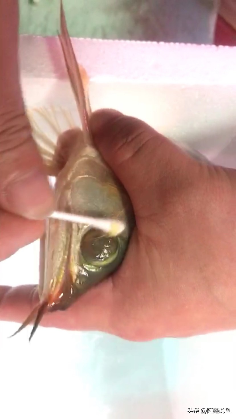 红龙最近老是蒙眼怎么办,红龙蒙眼用什么药最好