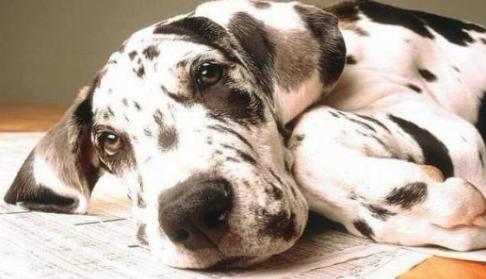 怎样纠正狗狗不吃狗粮的坏毛病,盘点狗狗护食的纠正大法