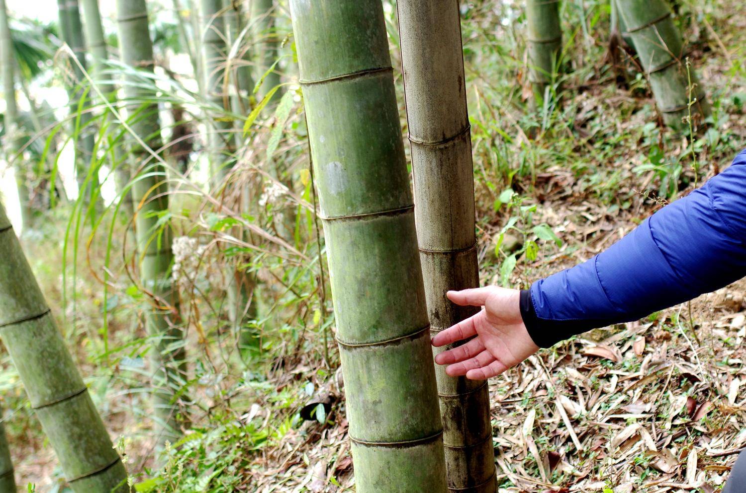 gearlab高蓬羽绒,性价比最高鹅绒羽绒服