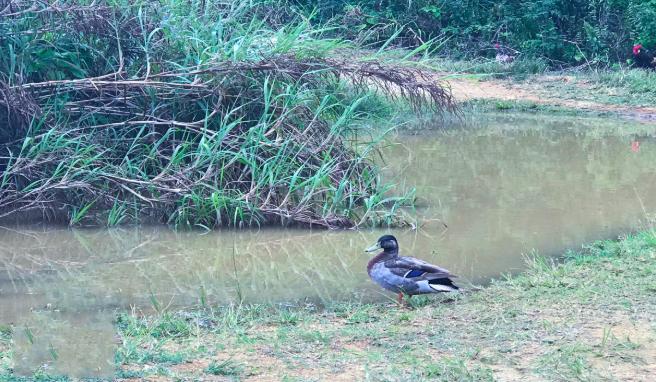 最孤独鸭子被咬死百科,史上最孤独的鸭子