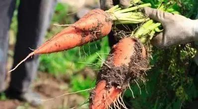 化肥农业曾经的希望，为什么被称为“土地*片鸦**”？都好好看看吧