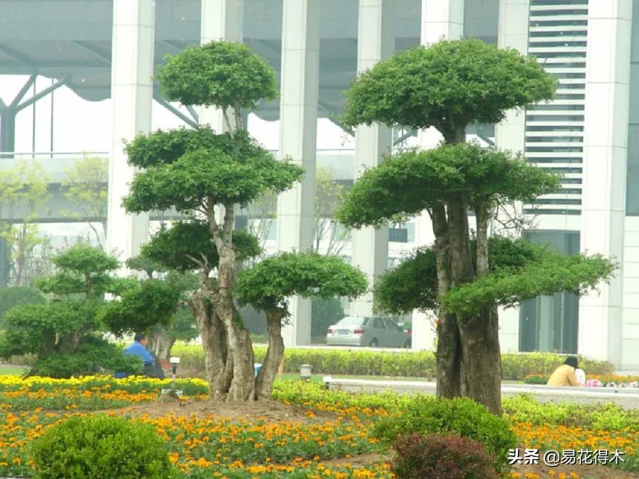 盆景制作技法与鉴赏教案,盆景制作与欣赏文章