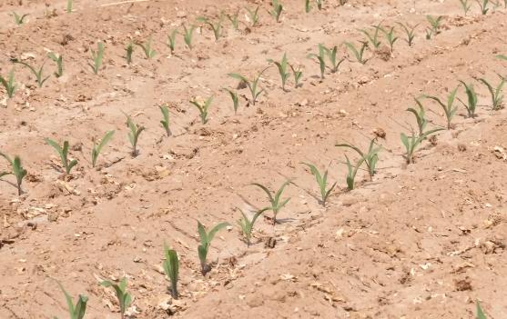 玉米出苗不齐，大小苗？教你一个方法，做好了一样能高产