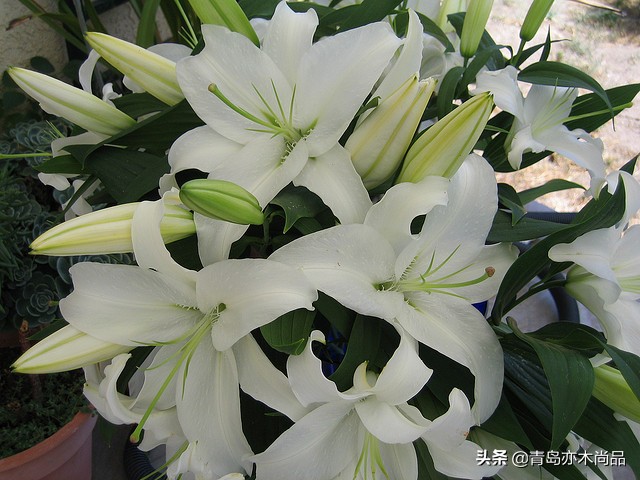 小白开花店应该先怎么入手,小白开花店从哪里做起