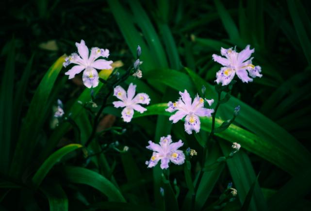 在重庆大学,有你向往的生活!