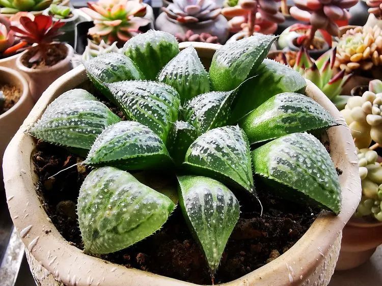 多肉砍头的怎么养,多肉怎么砍头才能爆发