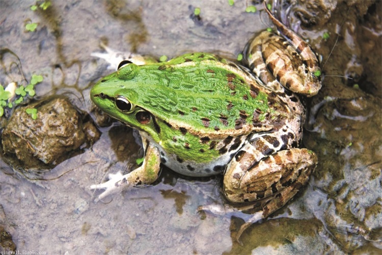 人工养殖青蛙和野生青蛙区别,青蛙怎么养