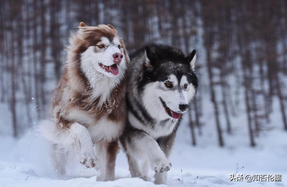 养殖业养什么最有前景赚钱,养殖业养什么最有前景赚钱快
