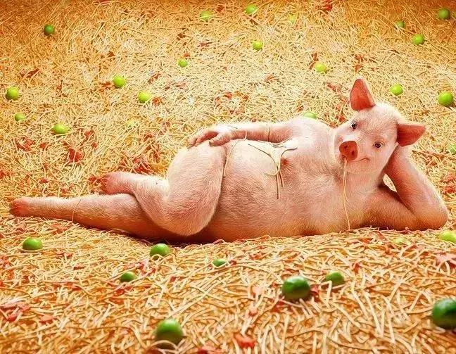 pigout是什么梗,pigout英语翻译