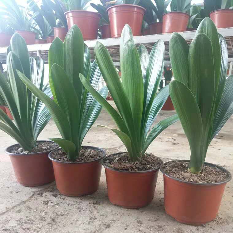 君子兰秋天怎样施肥怎样管理,君子兰浇水干透浇透是否正确