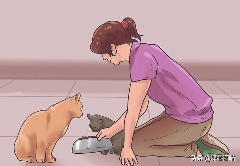 猫咪原住民和新猫如何快速相处,原宿猫如何接收新猫