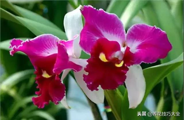 常见小区绿化100种植物图片,常见的水生植物有哪些种