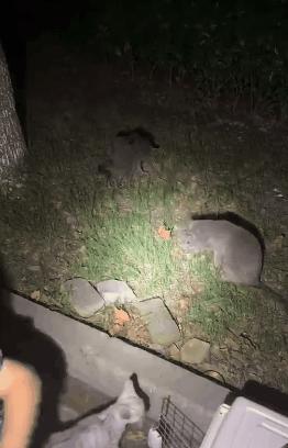 上海猫贩子扔出几十只病重品种猫,上海后院猫舍丢弃50多只病猫