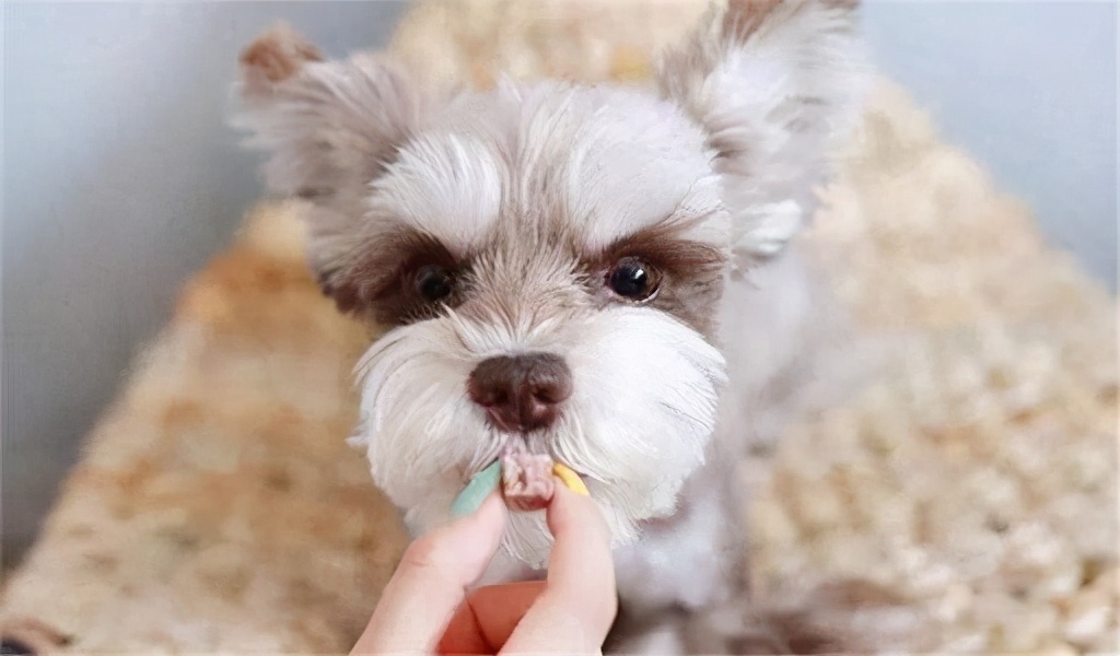 胃口好的小狗狗,胃口小的宠物