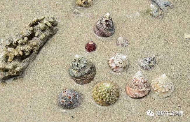 这个南国海岛高铁直达，海鲜超级便宜大人不累、孩子很开心