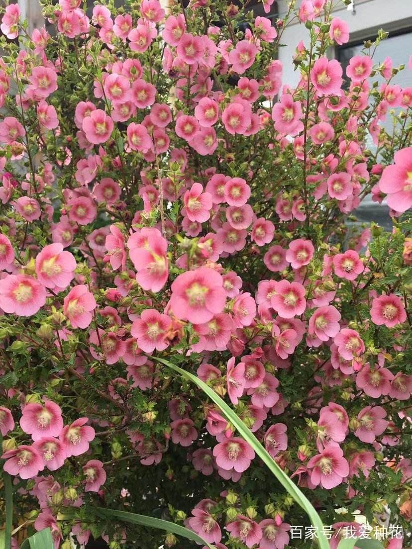 盆栽无花果夏天可以给它换盆吗,夏天买的金枝玉叶什么季节换盆