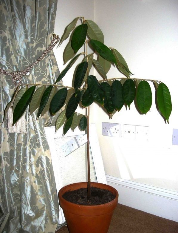 昂贵榴莲吃个够,榴莲的成长过程盆栽