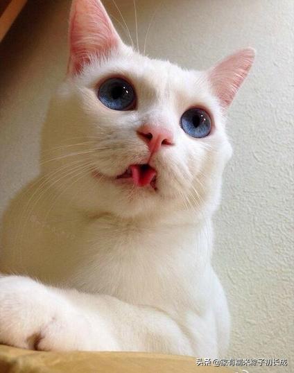 猫咪呕吐不吃饭没精神吃什么药,猫咪呕吐黄色的液体是怎么回事