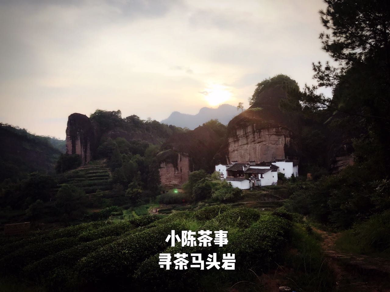 武夷岩茶乌龙茶最好喝的茶,什么样的武夷岩茶最好喝