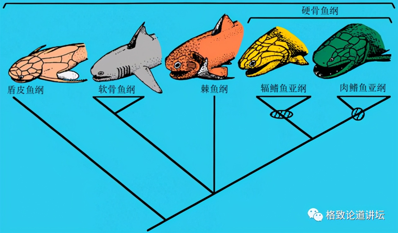 我们用来咬合的颌骨，竟和这条古鱼海怪一脉相承