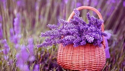 高级的女人会玩香，你可能需要的玩香攻略之薰衣草精油