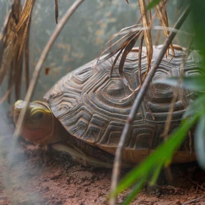 自制超火爆的网红甜品有哪些,顺德传统甜品双皮奶