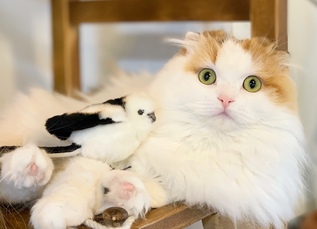 母猫生完崽后脾气暴躁该怎么解决,母猫生完崽后有点焦躁该怎么解决