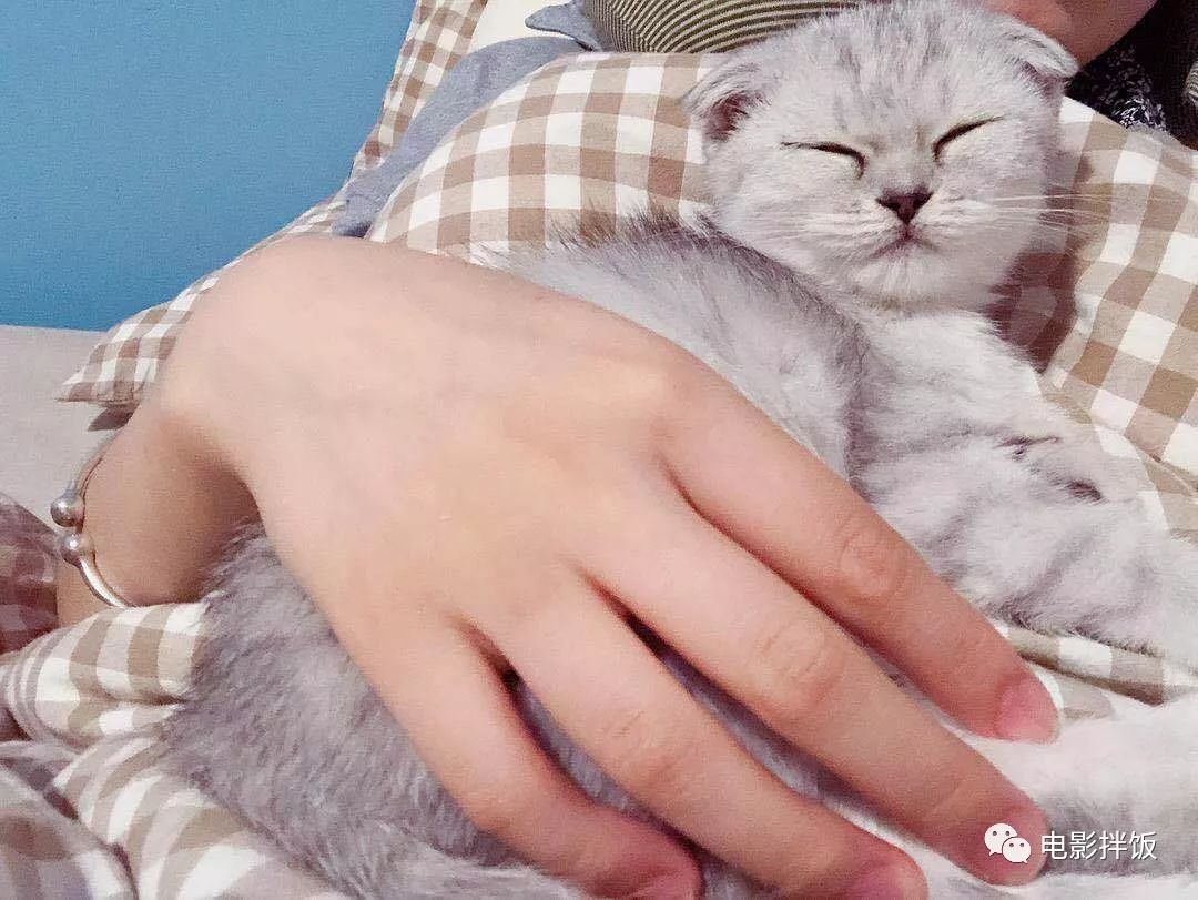 伊丽莎白圈养猫新手入门注意事项,最适合家养的猫排名养猫新手必看