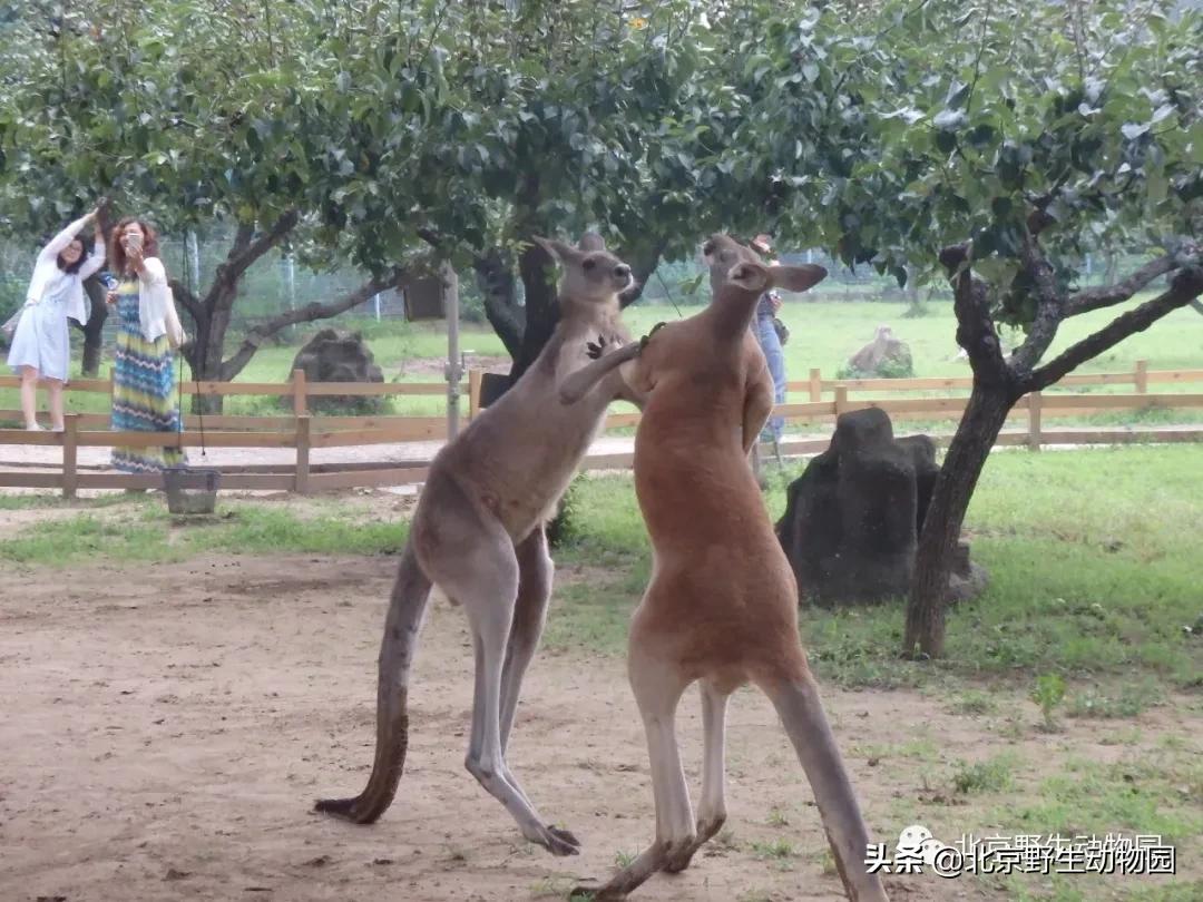 袋鼠摇手完整,袋鼠摇手是指定动作吗