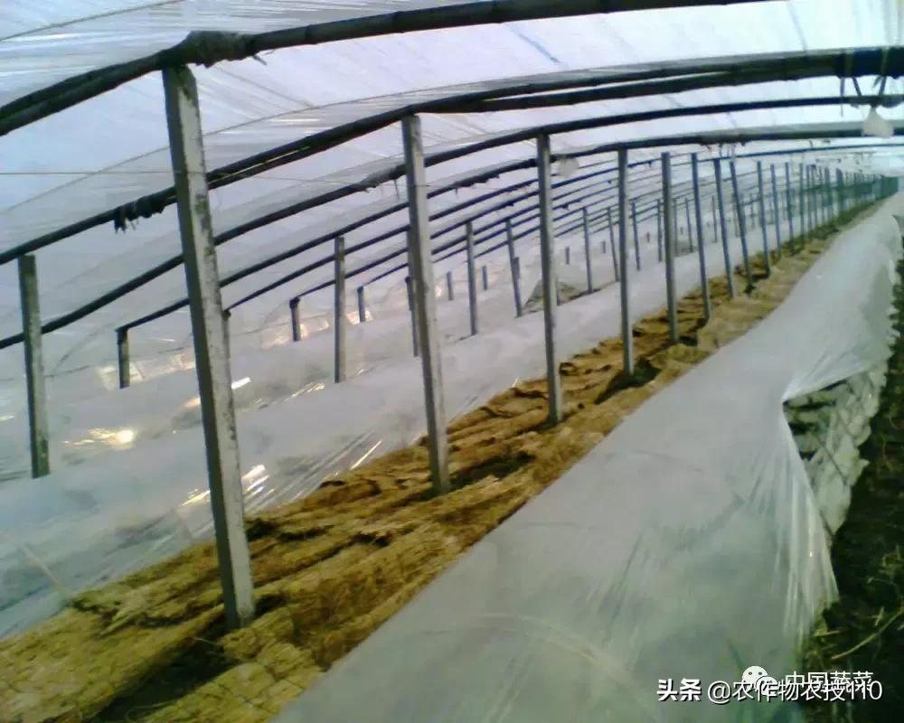 西瓜栽培技术有哪些,西瓜栽培技术全面的文字解释